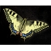 Swallowtail Papilio machaon machaon Sweden 3 male pupae